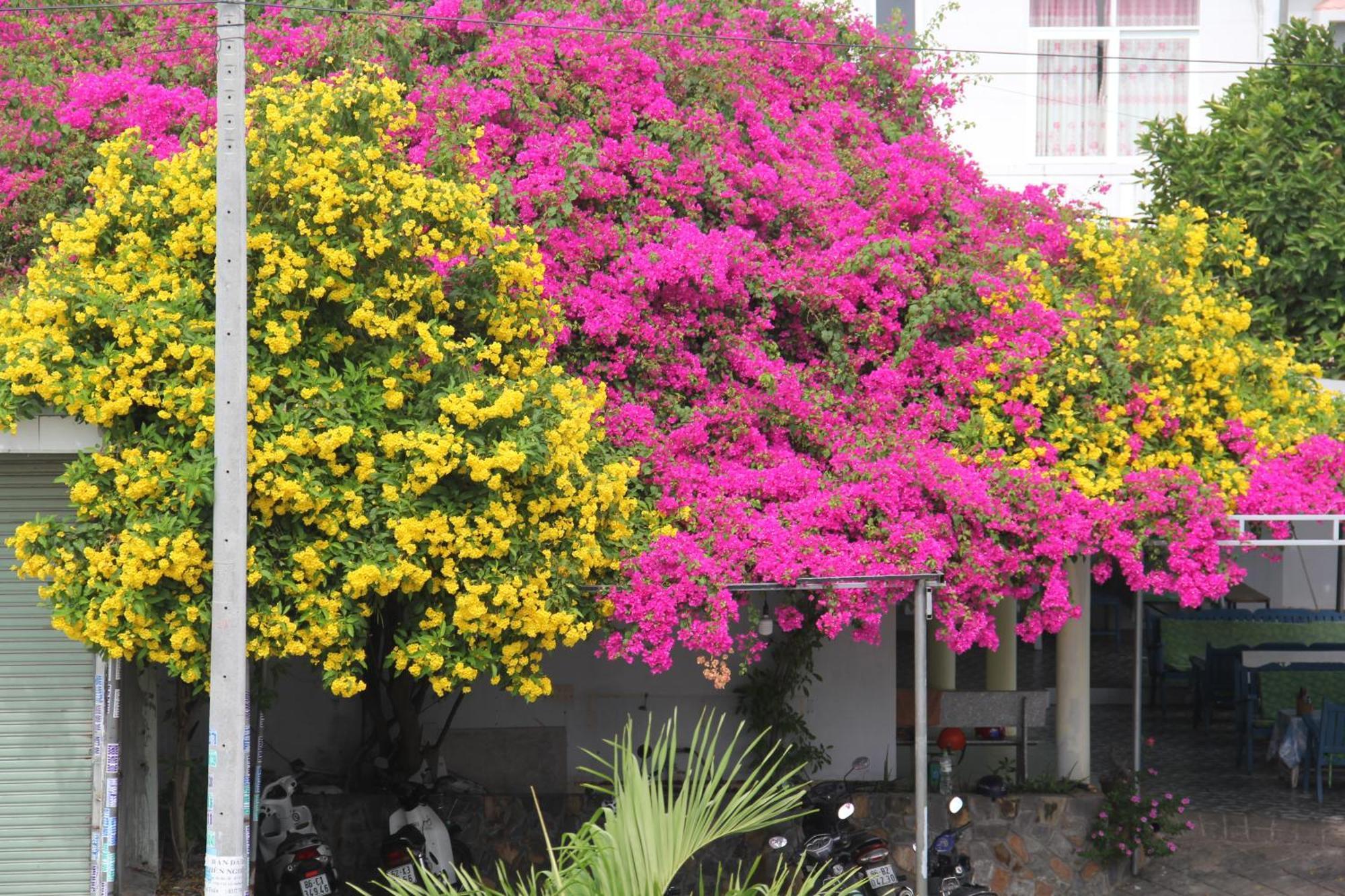 Dynasty Muine Resort Ap Thien Phuoc Extérieur photo